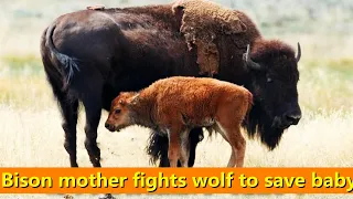 Bison mother fights wolf to keep her baby safe from harm when wolf attacks calf