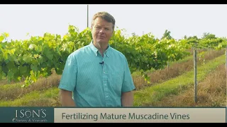 Ison's Nursery How to Fertilize Mature Muscadine Vines