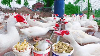 The Process Of Raising Ducks On The Farm - How Chinese Farmers Make Millions From This Process