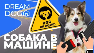 Как правильно приучить собаку к машине 🐶 Научить щенка спокойно ездить в авто 🐕 Безопасность собак 🐩