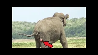 He thought the ELEPHANT was standing still! But looking through binoculars, he was shocked to see…
