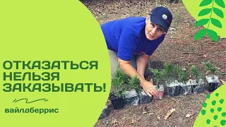 Не догадаетесь, где я купила хвойные растения в этот раз!