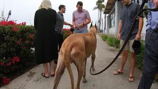 Cash 2.0 Great Dane meeting new people in Ventura Harbor 1