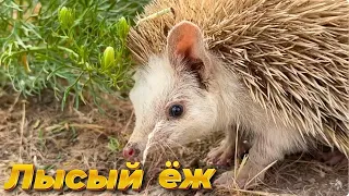 Лысый ежик - самый быстрый!