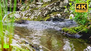 🌿 Soothing Sounds of Water for Heart, Body and Soul 💦 Relaxation  #nature  #water  #relaxing #birds