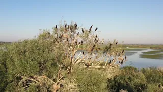 Wild Danube on Digi 24 this National Romania Day.