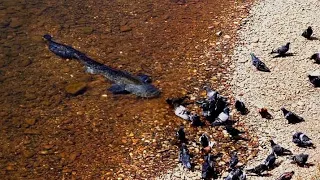 Catfish Grabs and Eat Pigeon by Catfish World