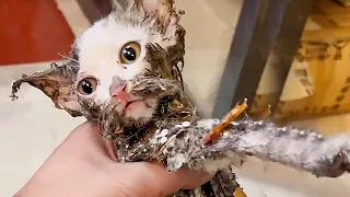 A cat abandoned in trash bin was firmly stuck on a glue trap,I had to clean it three times with oil