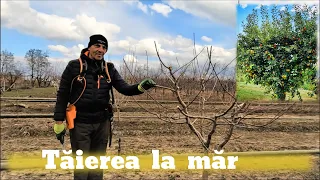 Tăierea la măr