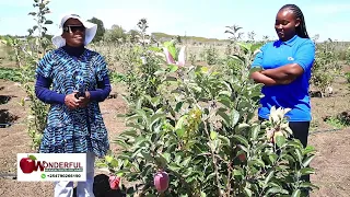 Despite water being a challenge in Laikipia my neighbor is still harvesting wambugu Apples