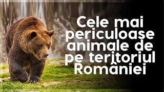 Cele mai periculoase animale de pe teritoriul României