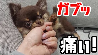 子犬チワワの甘噛みは、遊びながら「しつけ」ました