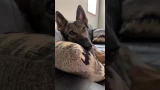 SIRI VOICEOVER WITH SADIE THE SABLE SHEPHERD 🙃