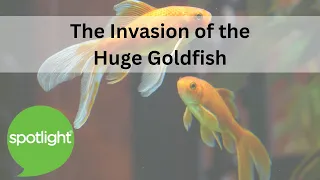 The Invasion of the Huge Goldfish | practice English with Spotlight