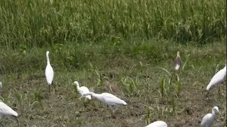 watching amazing nature and birds listening music restoration of our nervous system