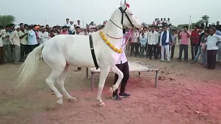 परफ्यूम लगावै चुन्नी पर डांस करना अब घोड़ी को भी डांस पसंद है || dancing hourse || lovekush dungri