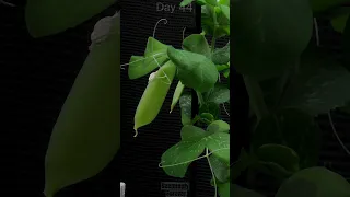 PEA Growing  🫛 Time Lapse