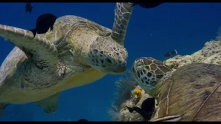 Disneynature's Dolphins Official Trailer 2017