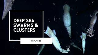 Discovering Deep Sea Swarms | Safety in Numbers