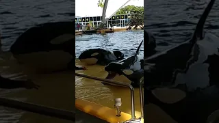 Orca show in Loro Parque ❤️❤️❤️🐳🐳🐳