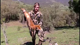 Bowhunting Foxes - Nick Morton - Team Ozcut