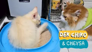 Dek Chiko & Cheysa bermain. funny video cute cat animal trending viral kucing pet anjing channel ai