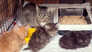 Найденные замерзшие и уставшие от скитаний котята ищут дом Новосибирск homeless kittens