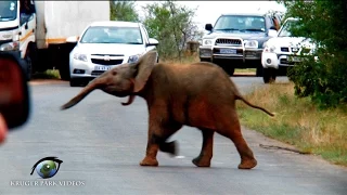Truck Driver VS Kruger National Park Elephants | Kruger Park Sightings | Amazing Wildlife Videos