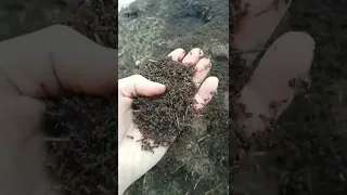 Миллион муравьев