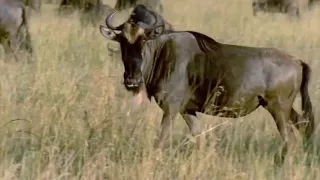 4 ===== Great Migration  Wild Ones  Episode 11  Free Documentary Nature