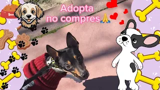 Adoptar perros #adoptanocompres #perritos #mascotas #adopcion #perros