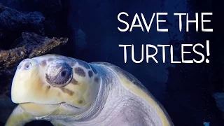 How Can We Save Sea Turtles?