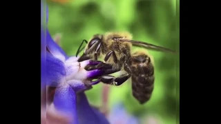 ASALARILARNING NOYOB HARAKATLARI🐝..UNIQUE BEE MOMENTS🐝..УНИКАЛЬНЫЕ ДВЫЖЕНИЯ ПЧЕЛ🐝