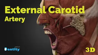 External Carotid Artery | التغذية الدموية للرأس