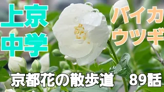 京都花の散歩道　89話　バイカウツギ　上京中学校　グリーンベルト　令和6年5月中旬