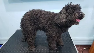 Grooming A Very Matted Poodle Mix