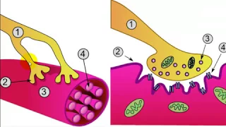 Trigger Point Therapy - What is the Evidence?