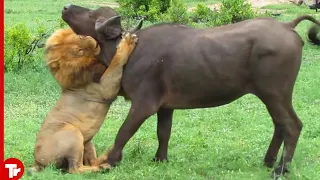 Look What Happened When this Lion Attacked a Cow