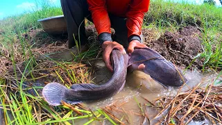 amazing fishing skill! catch a lot of fish in mud at field by hand a fisherman now little water