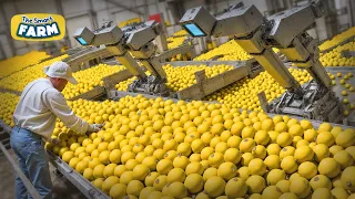 INCREDIBLE Lemons Smart Factory: Modern Methods For Harvesting and Sorting Lemons