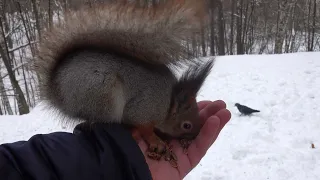 О белке по фамилии Модель / About a squirrel named Model