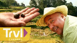 Snail Harvesting in an Indonesian Rice Paddy | Bizarre Foods with Andrew Zimmern | Travel Channel