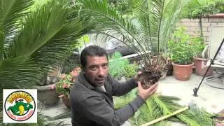 How to Relocate a Sago Palm - Cycas Revoluta