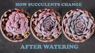 How succulents change after watering - Timelapse| Sen đá biến đổi sau khi tưới nước|다육이들|Suculentas