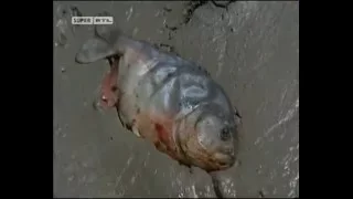 Piranhas -  Die Killerfische im Amazonas/ Doku