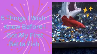 5 Things I Wish I Knew Before I Got My First Betta Fish #betta #bettafish #nanofish