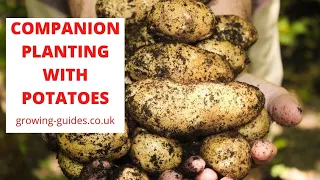 COMPANION PLANTING WITH POTATOES