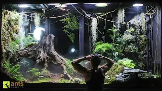 A Mantis Mating Disaster & Crisis in My Giant Rainforest Vivarium