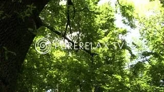 Nature Video - Ambient Sound, Forest, Spirit & Birds - MAGIC FORESTS