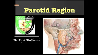 Parotid Gland